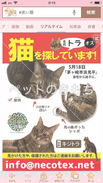 迷子猫の画像
