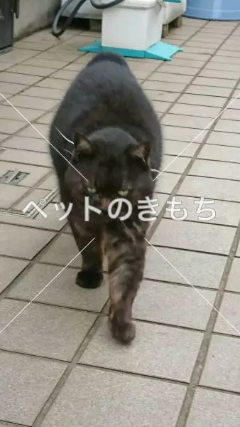 保護猫の画像