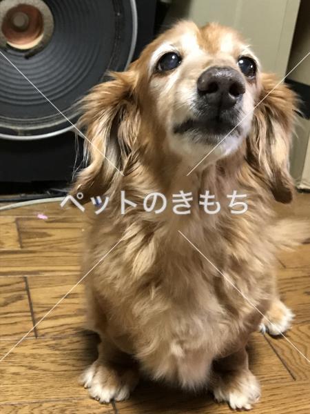 迷子犬の画像