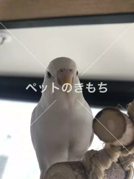 迷子鳥の画像