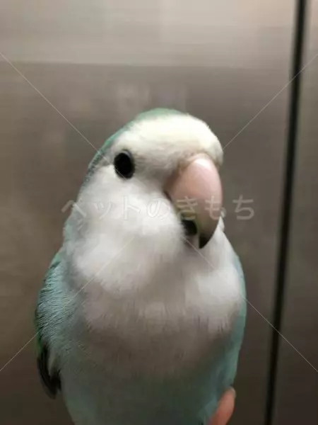 迷子鳥の画像