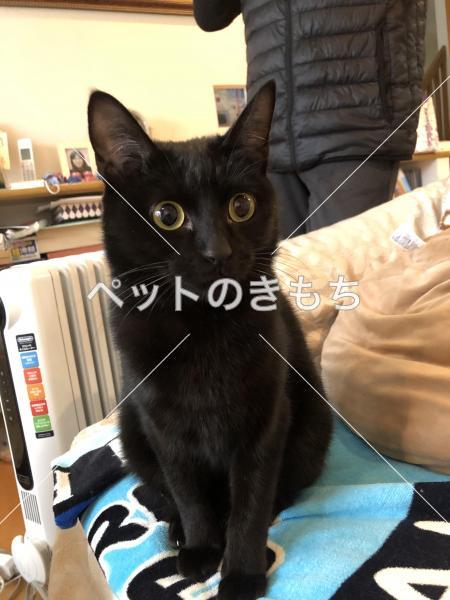 大阪府で猫が迷子になりました 猫種 黒猫 雑種 短毛種 投稿no 1 大阪府で猫が迷子になりました 猫種 黒猫 雑種 短毛種 投稿no 1
