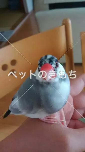 迷子鳥の画像