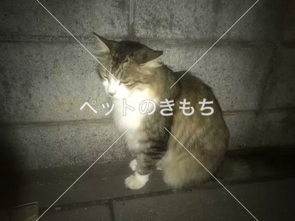 保護猫の画像