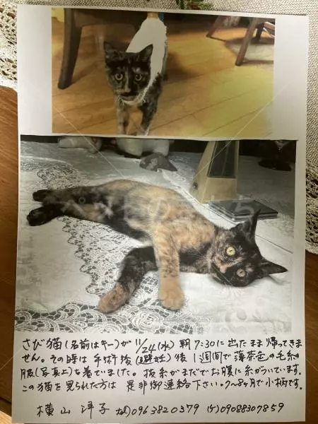 迷子猫の画像