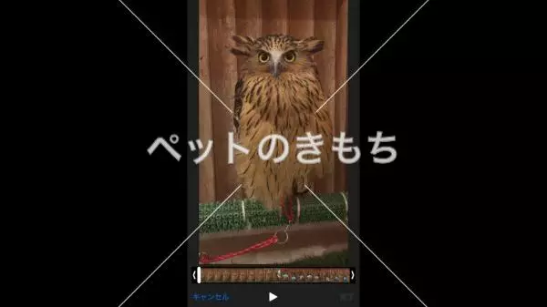 迷子鳥の画像