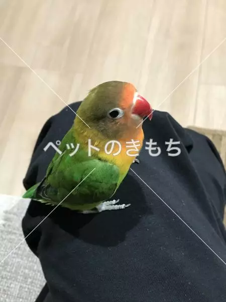 迷子鳥の画像
