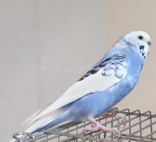 迷子鳥の画像