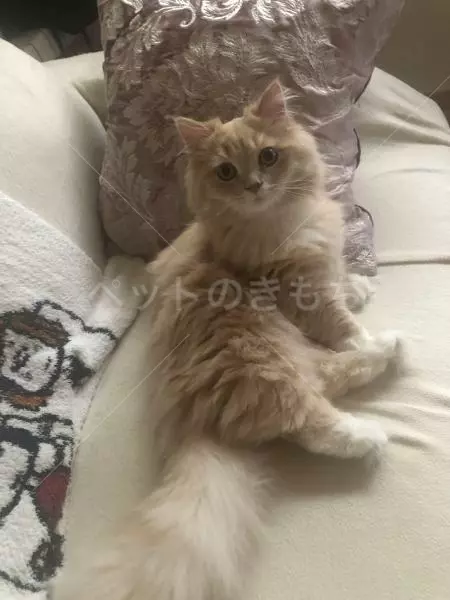 迷子猫の画像