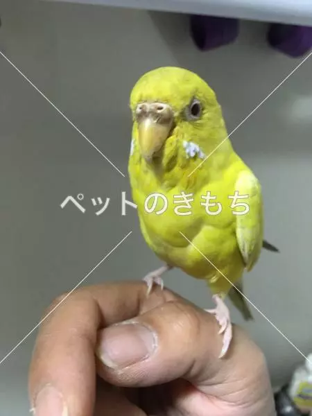 保護鳥の画像