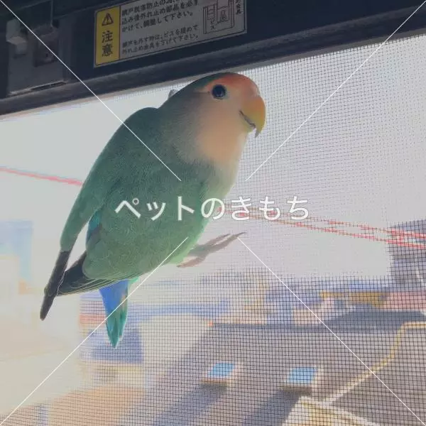 迷子鳥の画像