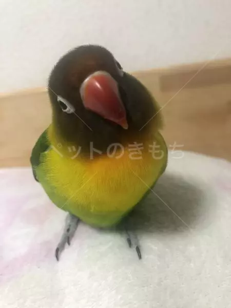 迷子鳥の画像