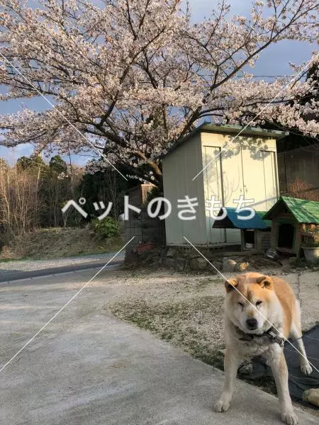 迷子犬の画像