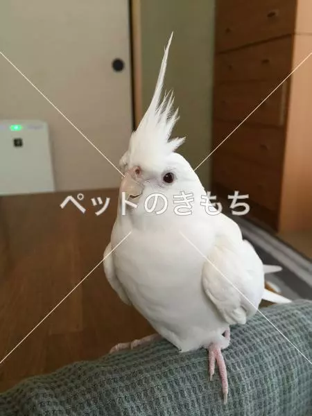 迷子鳥の画像