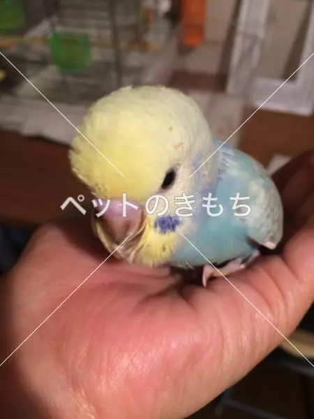 迷子鳥の画像