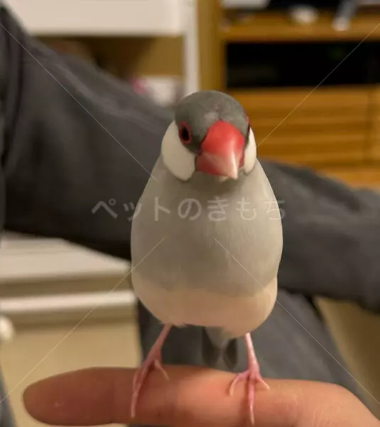 迷子鳥の画像