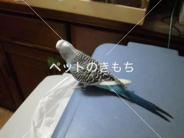 コメント投稿の画像