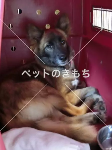 迷子犬の画像