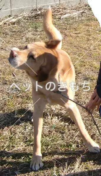 迷子犬の画像