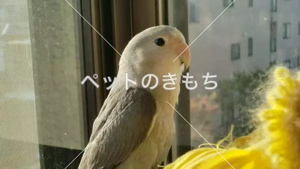 迷子鳥の画像