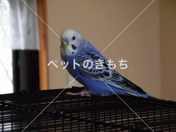 迷子鳥の画像