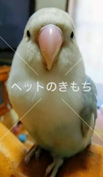 迷子鳥の画像