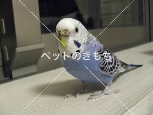 迷子鳥の画像