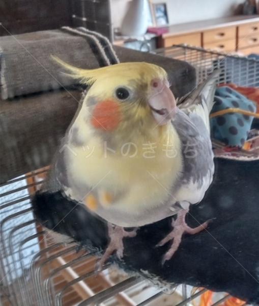 迷子鳥の画像