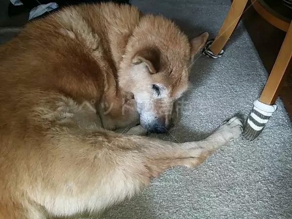 コメント投稿の画像