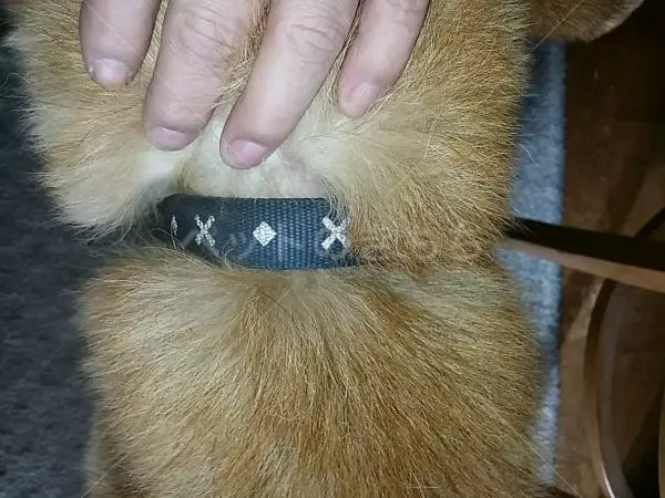 コメント投稿の画像