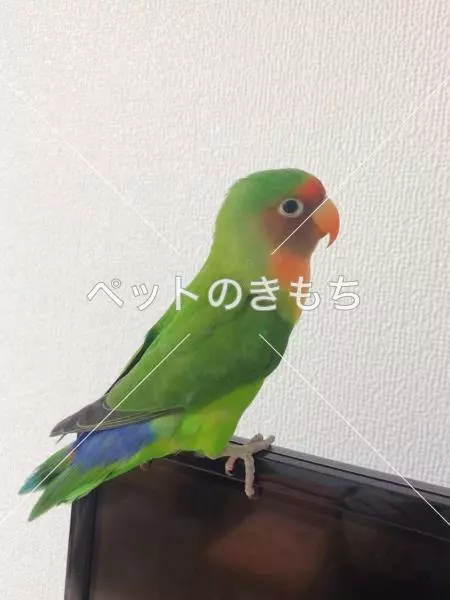 迷子鳥の画像