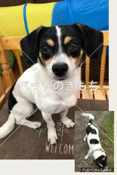 迷子犬の画像