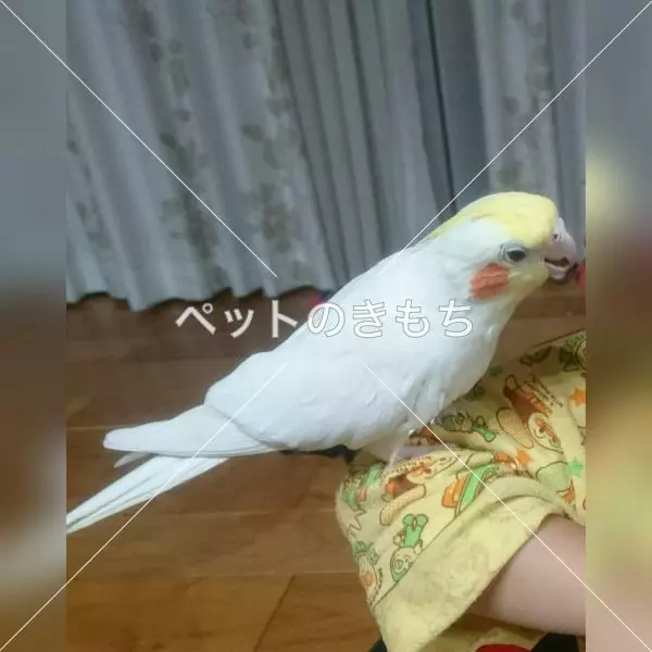 迷子鳥の画像