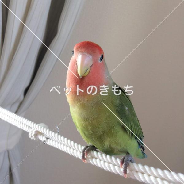 迷い鳥の写真