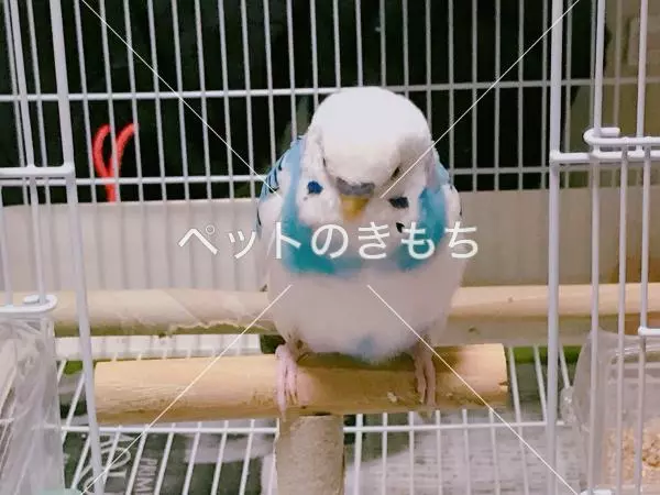 迷子鳥の画像