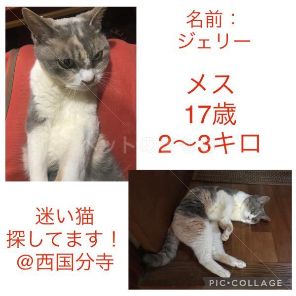 迷子猫の画像