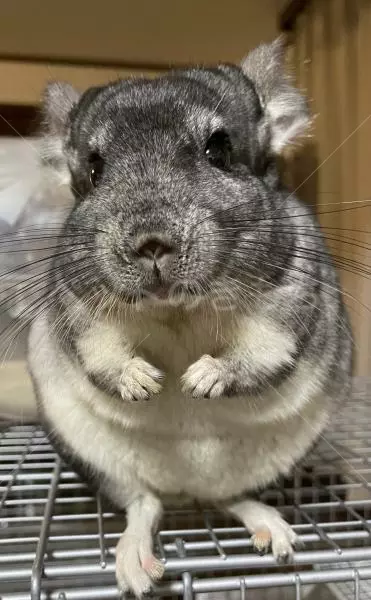 迷子ペットの画像