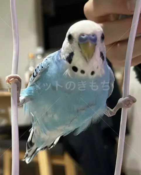 迷子鳥の画像