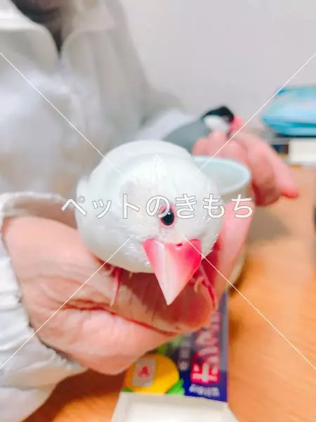 迷子鳥の画像