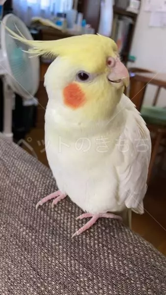 迷子鳥の画像