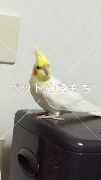 迷子鳥の画像