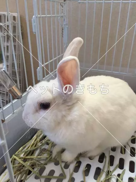 保護ペットの画像