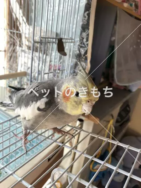 迷子鳥の画像