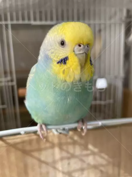 迷子鳥の画像