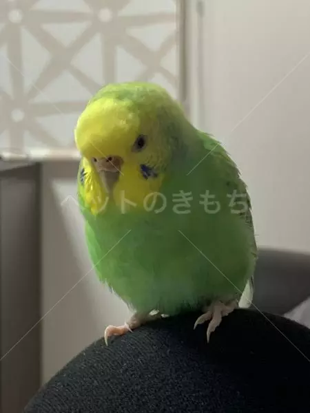 迷子鳥の画像