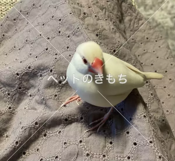 迷子鳥の画像