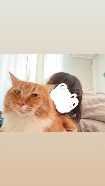 迷子猫の画像