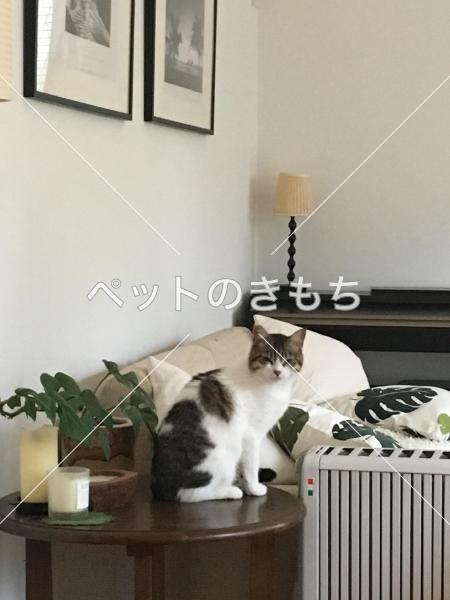 迷子猫の画像