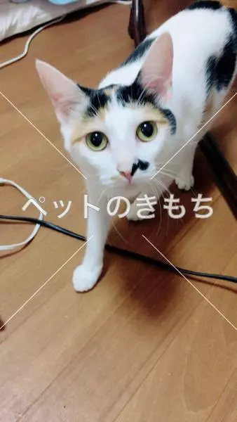 迷子猫の画像