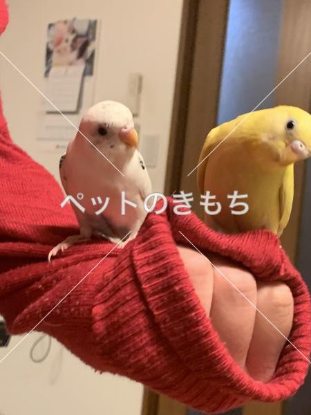 迷子鳥の画像